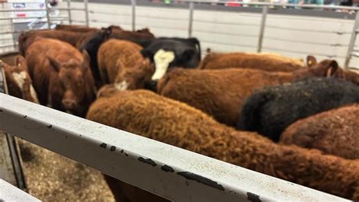 6.7K views · 29 reactions | Good day cattle producers, This is Blaine...