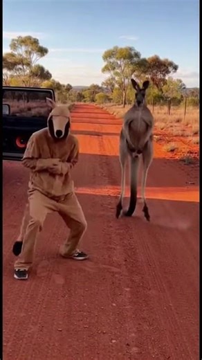 Will the Wild Kangaroo Accept Him? 🦘 Dancing in Australia #shorts