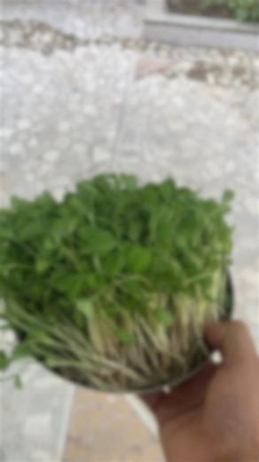 “From seed to my first harvest 😁🌱Homegrown methi hits different 💚”