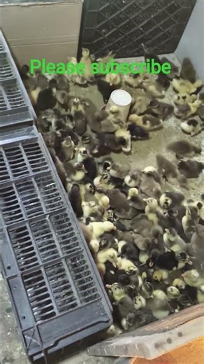 Bihar Duck farming-8709823989 #birds