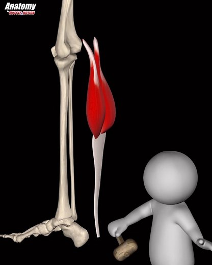 Muscle and Motion on Instagram: "The GASTROCNEMIUS 👯 A few facts you might not know about this muscle: 📌 It’s the most superficial leg muscle 📌 In Greek it kind of means “the belly of the leg” 📌 Together with the Soleus, it creates a muscle called the Triceps Surae. This muscle takes part in daily activities such as walking, running, sitting, standing up, etc. Watch this video to see its origin, insertion, actions, and strengthening & stretching exercises 🤓 Check out our apps if you want to
