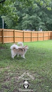 Check out this awesome video of Niko playing with his foster sibling! Isn't he adorable? This resilient boy loves people! And it warms my heart to see him check in with his foster mama in the yard. Plus that dip and paw move is husky sass at it's finest. As you can tell, he has spurts of high energy where plays and moments of calm where he just hangs out. Niko is the perfect mix of playful and chill. When Niko arrived, his tail was so matted and dirty it had to be shaved, leaving him with a funn
