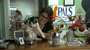 Black Cat Cafe serves up a feast to help cats