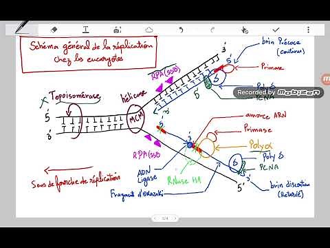 La réplication chez les eucaryotes #génétique #replication #eucaryote