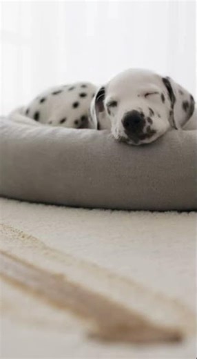 Robot Vacuum Fail Moment 🤖💩 #DogLife #RobotFail #PetMoments #HomeChaos #LOL #robot #funny