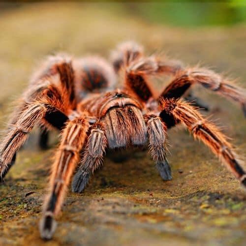 Texas’s Venomous Spiders - NewsBreak