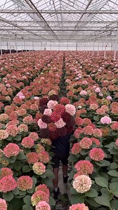 Danny is showing you these amazing long Pico Bello Hortensia classic varieties! Hydrangea on the plant get classic in autumn -Vienna on the plant changes into Vienna Old Pink and then to Vienna Red Velvet -Ruby Red on the plant changes to Ruby Red Classic or to Ruby Choco Available at Pico Bello Hortensia! #hydrangea Thursd. Danny Kouwenhoven | Peter van Delft