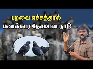 Dangers of Bird Poop Explained | Nauru