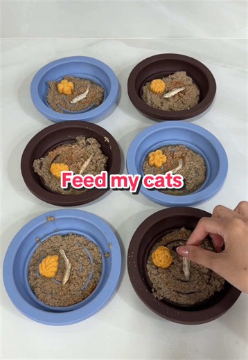 Flower and fish 🐟🌼 #catfood #catfeeding #feedmycat #catasmr #asmrsounds @smallsforcats @Cosmicos Petbakery @Zesty Paws @Made by Nacho