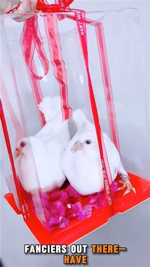 Gifting Pure White Elite Bloodline Pigeons! 🕊️🎁#PigeonRacing #WhitePigeons #PigeonFancier