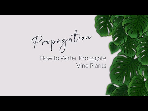 Vine Propagation