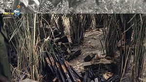 39K views · 2.3K reactions | A história da Guiné-Bissau inclui...