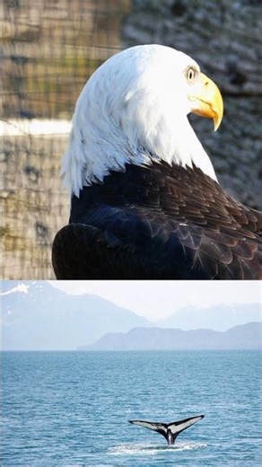 Did you know: Hawk's Secret Flight Pattern?