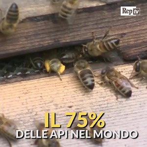 43K views · 190 reactions | Il 75% delle api nel mondo sono contaminate dai pesticidi che usiamo in agricoltura | Repubblica TV | Facebook