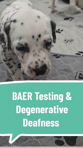 ✨️ Puppy Health Spotlight✨️BAER Testing & The Potential for Early Degenerative Deafness Transparency in breeding and integrity in our decision-making is key to advancing the health and future of Dalmatians and all breeds. By sharing experiences, supporting research like DCAF, and addressing both the joys and challenges, we can pave the way for a stronger, healthier breed. 🐾 #BAERTesting #DalmatianHealth #deafdalmatian #ResponsibleBreeding #creatorsearchinsights #linydalmatians #puppylife #dalma