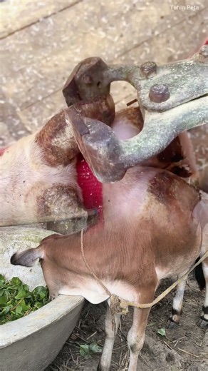 Cow hoof trimming care, supporting healthy and balanced movement. #animalrescue #wildliferescue