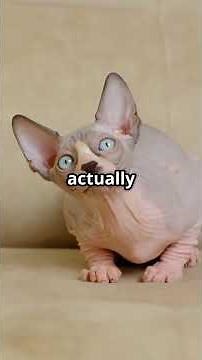 The 'Hairless' Cat That Actually Isn't #animals #nature #naturelovers #facts #curiosidades
