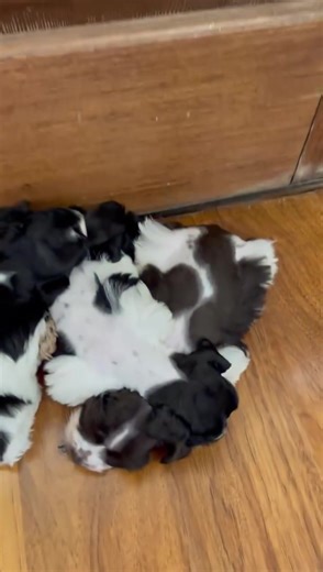 #schnauzer #schnauzertiktok #schnauzertiktok #schnauzer #schnauzer | Schnauzer