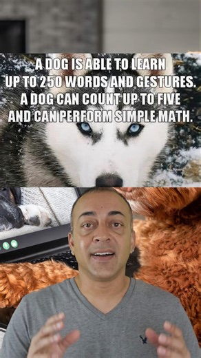 Did You Know Dogs Can Do MATH? ➕