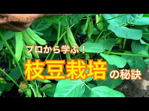 [Direct from Farmers] Cultivating Edamame Soybeans - Hashimoto Seeds