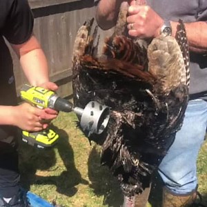 4 comments | Sam Reimer and Ralph Jaber using the Lucky Plucker on a 25 lb. turkey on opening day in Wisconsin. Just dunk the bird into boiling water to release the feathers, attach the plucker to a drill, and pluck away. It's a breeze. | Lucky Buck | Facebook