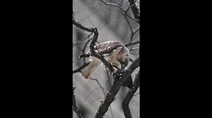 NY: Red-tailed hawk eats captured pigeon in Manhattan - 68249341
