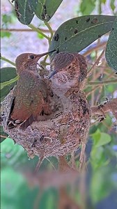 Cliffhanger! Oh No, Hang On Little Chick #babyhummingbirds #nest #babybirds