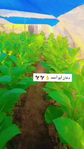 Mesmerizing Smoke Art by Abu Ahmad 🦅🦅👌❤