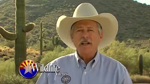 Watch Arizona Wildlife Views! If you missed any episodes of this season's Arizona Wildlife Views, hosted by Jim Paxon, here's your chance for a second look. KAET-TV (Ch. 8 PBS) is re-running the series on Sundays at 4:30pm. Here's a preview of this week's show. | Arizona Game & Fish Department
