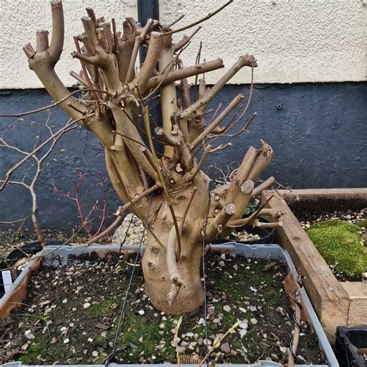 Norway maple yamadori, thanks for looking 🪾🪾