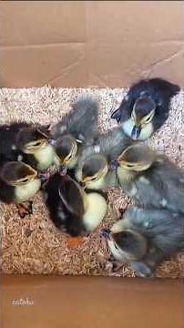 Duckling Harvest with Mama Duck 🐥❤️ #shorts