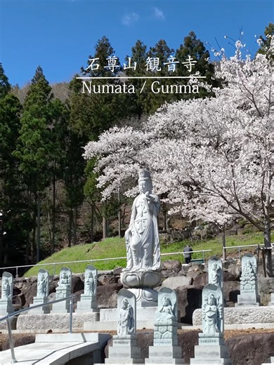 石尊山観音寺は、室町時代の明応９年（１５００年）天山見亮禅師により開創されました。禅師は、御本寺迦葉山龍華院三世としても知られています。 古くは寺子屋として、地域の子どもたちに読み書きや算盤、学問を教える場としての役割も担っていたと伝えられています。 以来戦後争乱の中を生き抜き、永い年月を重ね、時代の流れのなかで歴代住職と檀徒は必死に寺運と取り組んでまいりました。 このように、地域の方々に愛され共に歩んで来た山寺。それが観音寺です。 #石尊山観音寺 #観音寺 #群馬県沼田市 #境内 #ドローンから見た景色 #桜