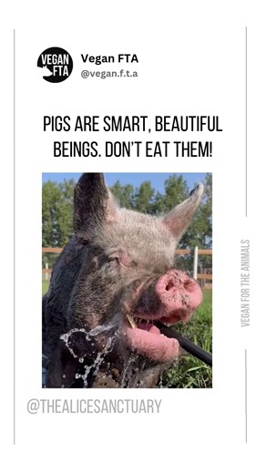 Pigs are highly intelligent, often ranked as the fifth-most intelligent animals. 🧠 Studies show they can learn complex tasks, possess a long-term memory comparable to elephants, and have been observed using tools—an ability once thought unique to humans. 🤓 They also exhibit emotional intelligence, forming strong social bonds, displaying a wide range of emotions, and even understanding the emotional state of others. 🤗 Don't pay for them to be killed for a fleeting moment of taste pleasure. 💔 
