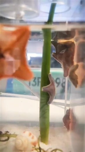 Patrick Star Who Can Do Pole Dancing #tiktok #foryoupage #animals #cute #patrick | eniustrax.0908 | Facebook