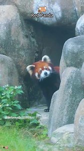 Red panda!So cute! 🥰🥰#redpanda #funnyanimals #fyp #cute #zoo | red panda