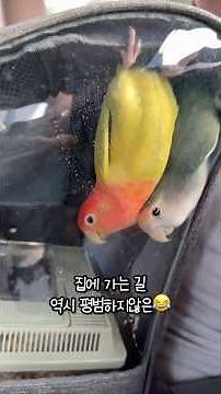 Morandoran’s 3-week boarding ends🩷 Starting fresh in a new home! #Morandoran #lovebird #parrot #p...