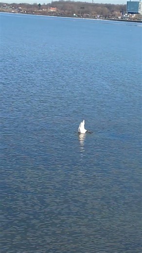 Swans Catching Fish Upside Down 🦢 #shorts