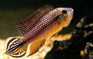 Apistogramma agassizii - Alchetron, The Free Social Encyclopedia