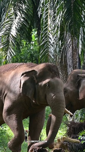 അതിരപ്പിള്ളി പ്ലാന്റേഷൻ റോഡ് അരുകിൽ #wildlifephotography #wildanimals #elephant #wildlife #nikon