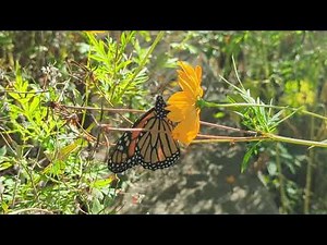 Nathaniel Ehrnman - Feather In The Cap (Official Video)