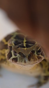 1.5K views · 28 reactions | Frog Day continues!  Meet our Western leopard toads and discover how they feed! ️ Join Amy Stumbles in part 3 as she takes us through their migratory journey, feeding habits, and how we care for them at the Two Oceans Aquarium.  Stay tuned for Part 4 of the leopard toad feeding coming up!  #FrogDay #LeopardToads #TwoOceansAquarium #WildlifeEducation | Two Oceans Aquarium | Facebook