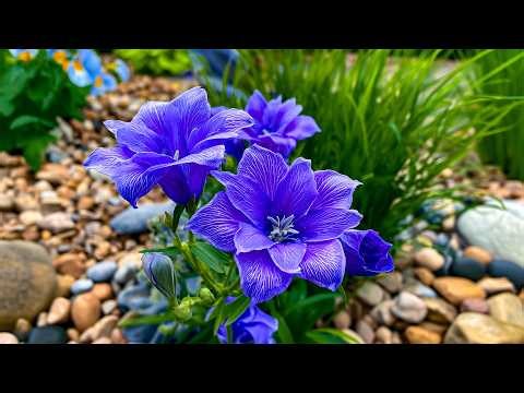 Relaxing Flower Therapy - Anxiety Relief, Melatonin Release and Toxin - Stop Overthinking