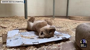 Curious lion cub meets dad for first time at Denver Zoo