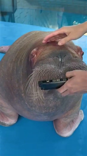 Walrus playing harmonica? 🦭
