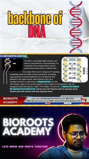 backbone of DNA 🧬