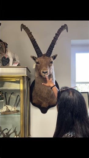 Deer Horns Fall Off Naturally? 😲🦌 | Mind-Blowing Fact from Bavaria! #Shorts