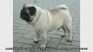 How to Train Your Pug: Fun and Easy Steps!