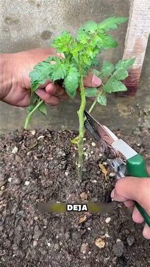 😲 The technique for growing stronger tomatoes