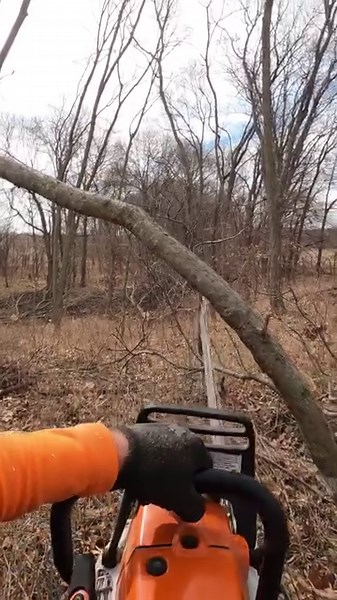 893K views · 4K reactions | How I handle a spring pole (bent over tree) | Boys In The Woods | Facebook