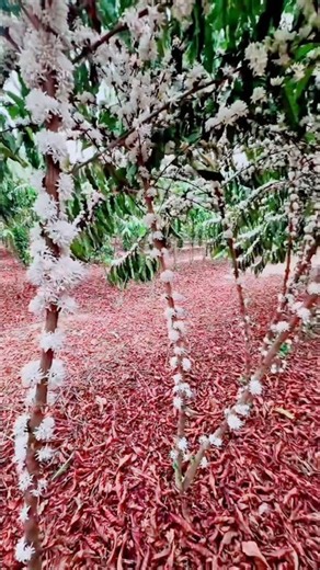 The Robusta coffee flowers have emerged #coffeeflowers #coffeeblossom #robustacoffee #coffee #short